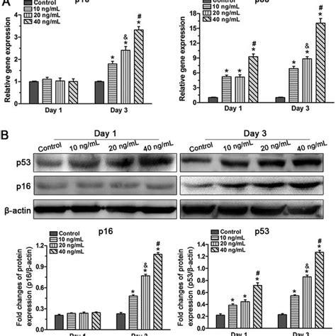 Effects Of Tnf α On Gene A And Protein B Expression Of Senescence