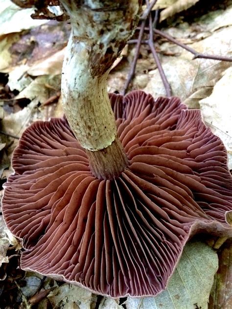 Cortinarius torvus Cortinaire à pied courbe Sous hêtre Flickr