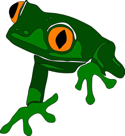 Gambar Hewan Katak Kartun Gambar Kata