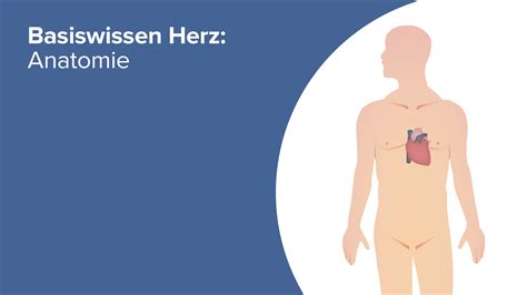 Basiswissen Herz Anatomie Online Medizin Kurs Lecturio