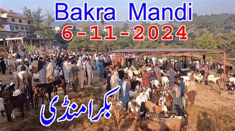 Beetal Goats Rajanpuri Goats In Bakra Mandi Dongi Kotli Mirpur Bakra