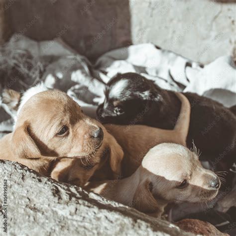 dog puppies of different colors and breeds Stock Photo | Adobe Stock