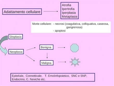 Ppt Adattamento Cellulare Atrofia Ipertrofia Iperplasia Metaplasia