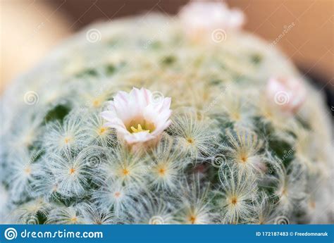 Pink Flower Of Cactus Mammillaria Stock Image Image Of Floral Flora