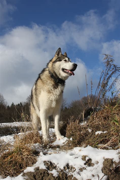 Dateialaskan Malamute R Bartz Wikipedia