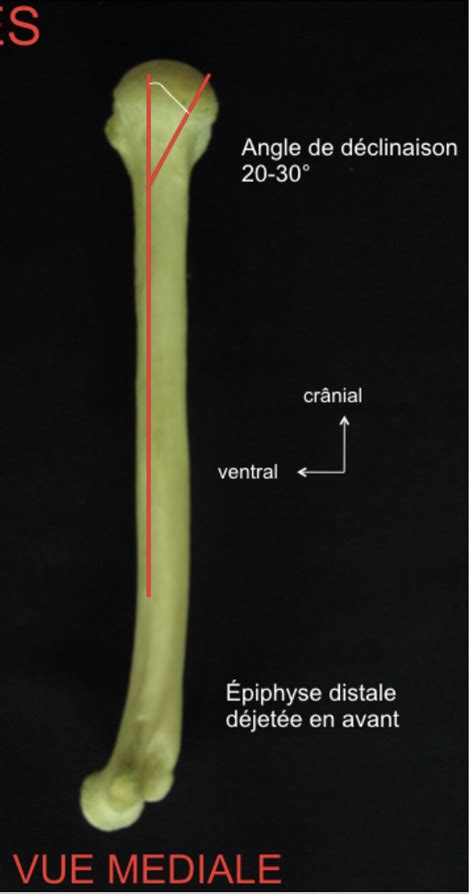 Au Sujet Du Plan De Langle De D Clinaison Ue Anatomie Tutorat