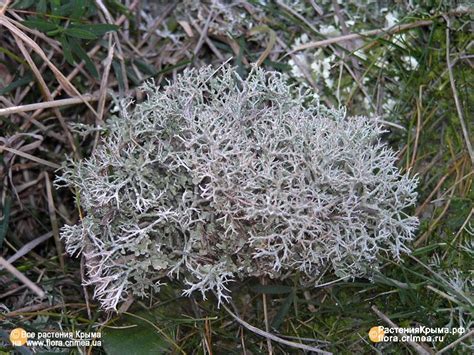 Растения Крыма::Кладония