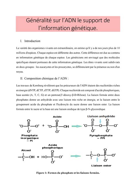 G N Ralit Sur L Adn Biologie Mol Culaire G N Ralit Sur Ladn Le