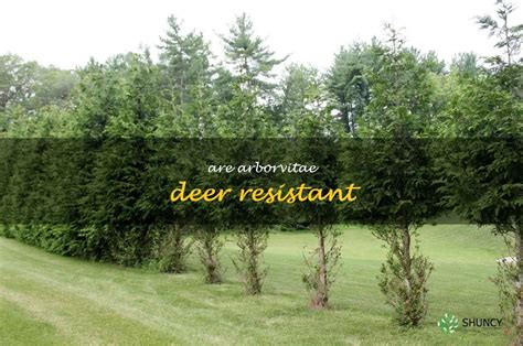 Discovering The Deer Resistant Benefits Of Arborvitae Shuncy