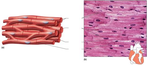 Cardiac Muscle Diagram Quizlet