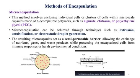 Cell Immobilization Methods And Applications Pptx