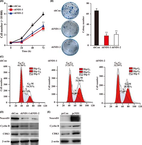 Neurogenic Differentiation Factor 1 NeuroD1 Regulates Colon Carcinoma