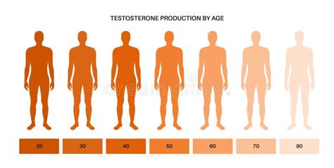 Testosterone level chart stock vector. Illustration of medical - 236560442