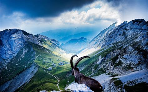 stunning alpine ibex  mount pilatus  ultra hd wallpaper