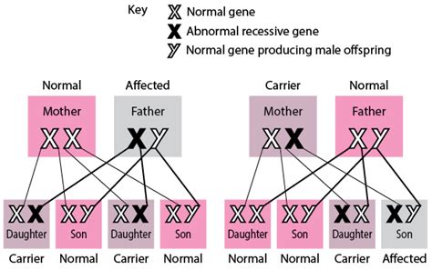 Inheritance Of Single Gene Disorders Fundamentals Msd Manual