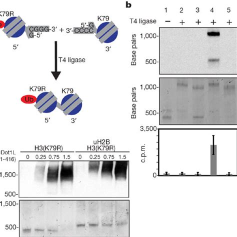 Methyltransferase Assays On Dinucleosomes Using Full Length Hdot1la Download Scientific