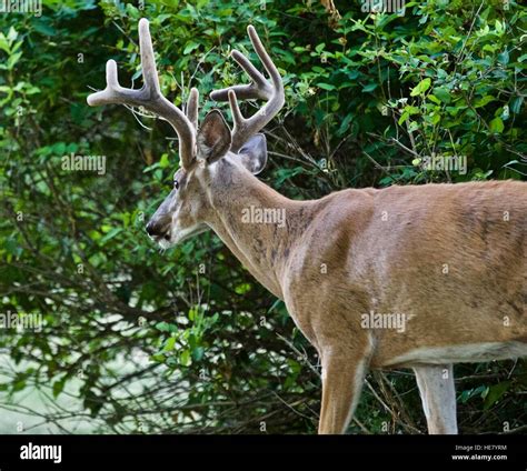 Beautiful Isolated Photo Of A Wild Male Deer With The Horns Stock Photo