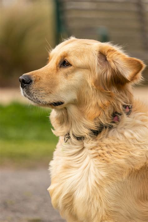 How Much Exercise Does a Golden Retriever Need?