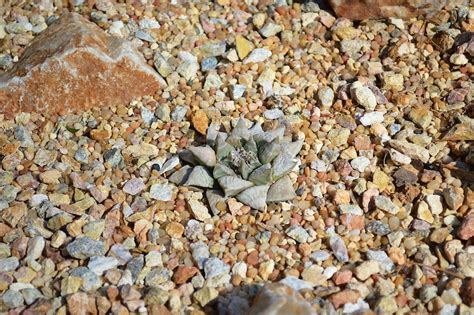 Ariocarpus Agavoides Tamaulipas Living Rock Cactus In Flower