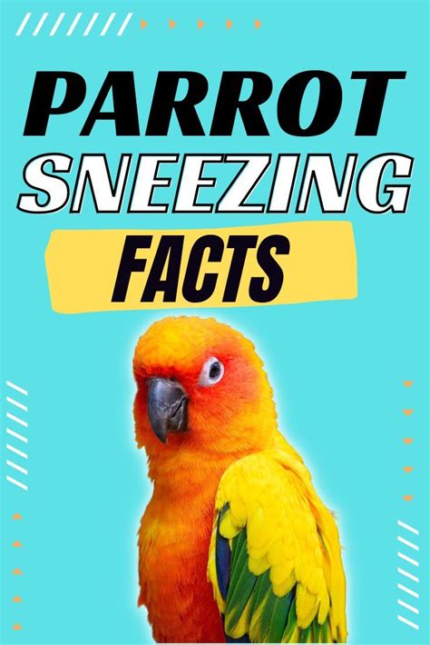 Did You Know Parrots Sneeze But There Are Normal Sneezes And Sneezes