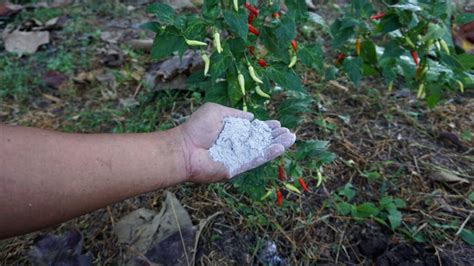 How to Compost Wood Ashes? (Methods, Benefits & More)