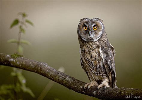 common birds top     week wild tripod