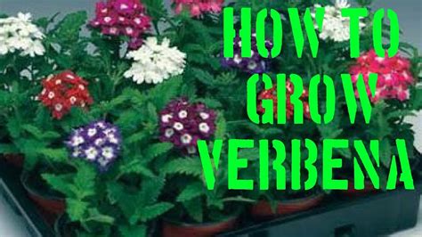 How To Grow Verbena From Cuttings Youtube