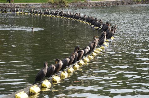 Information about "DSC_5582.JPG" on birds of lake merritt - Oakland