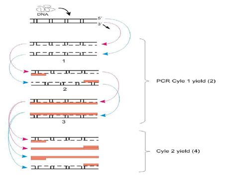 Pcr Steps Diagram