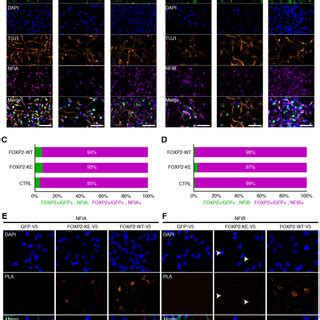 Foxp Promotes Mature Neuronal Gene Expression Profiles In Hdns A A