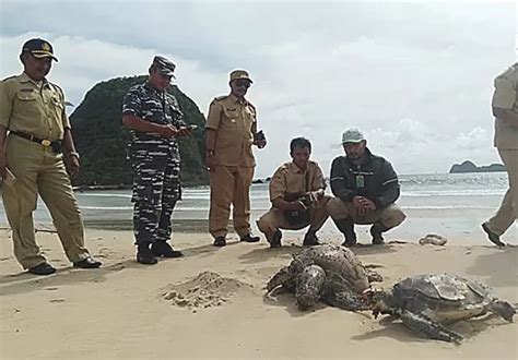 Bksda Banyuwangi Otopsi Dua Bangkai Penyu Di Pulau Merah Jawa Pos