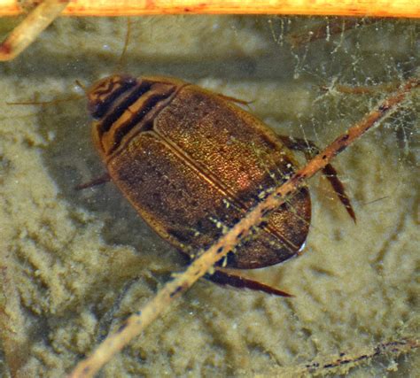 Lesser Diving Beetle Project Noah