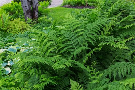 Wietlica Samicza Athyrium Filix Femina Du A Ozdobna Papro Do Ogrodu