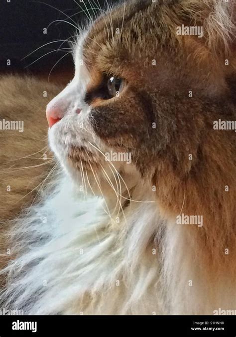 Side view of cat Stock Photo - Alamy