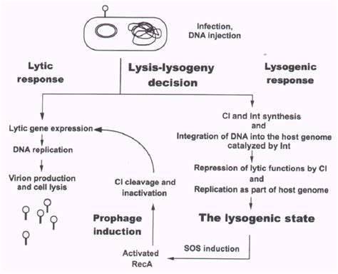 4. Life cycle of the temperate λ phage. The phage particle attaches to ...