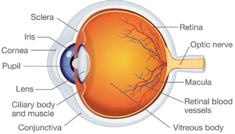 internal structure  eye   scientific diagram