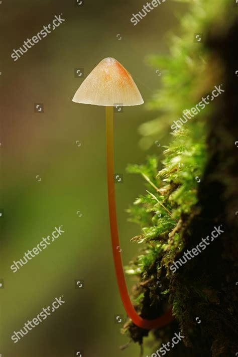 Saffrondrop Bonnet Mycena Crocata Hesse Germany Editorial Stock Photo