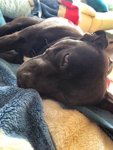 Willow S Success Story Staffie Stray Rescue