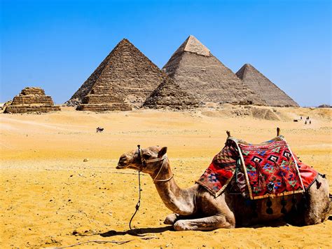 Desert Pyramids Camels Gizeh Egypt K Preview Wallpaper