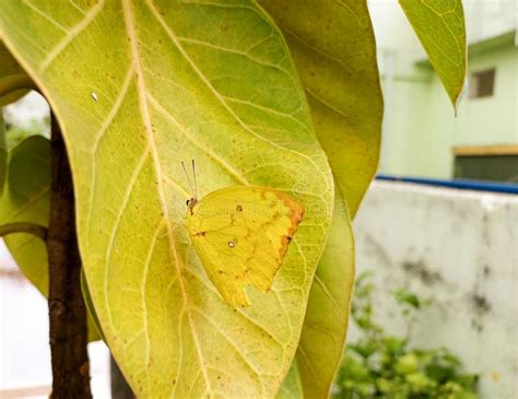 Yellow Butterfly Sitting On Green Leaves Plant Nature Photography