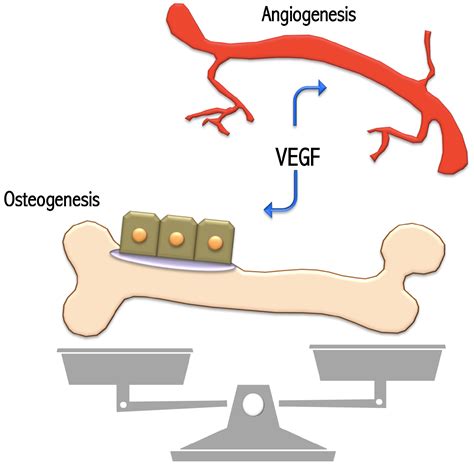 IJMS Free Full Text Functional Relationship Between Osteogenesis