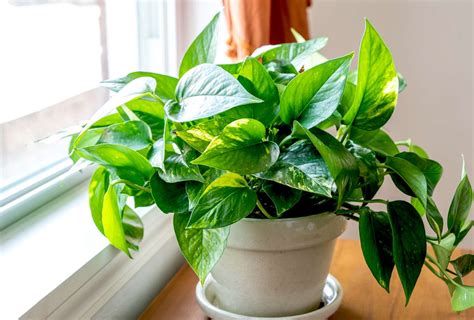 How To Grow And Care For Hawaiian Pothos