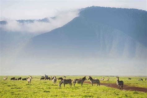 Tansania 3 Tage Campingsafari In Der Serengeti Ngorongoro GetYourGuide