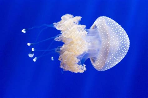 Extraordinary Jellyfish Species Jellyfish Species Jellyfish Species