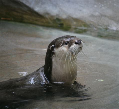 » Aonyx capensis (African clawless otter)