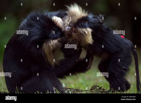 Lion Tailed Macaque Macaca Silenus Juveniles Play Fighting Anamalai Tiger Reserve Western