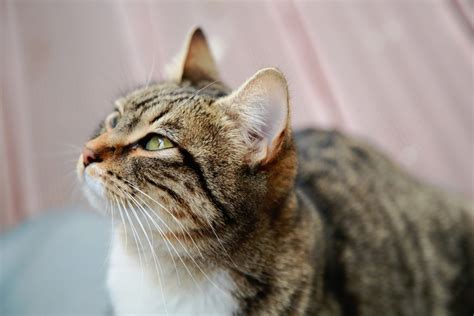 Cats for Adoption | Safe Haven Animal Rescue