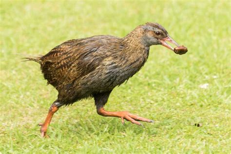 Flightless Birds Surviving Without Flight Nature Blog Network