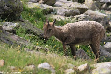 Faune Du Mercantour En Photos