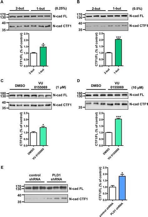 PLD1 Inhibits The Cytoplasmic Cleavage Of N Cadherin A B The Effect